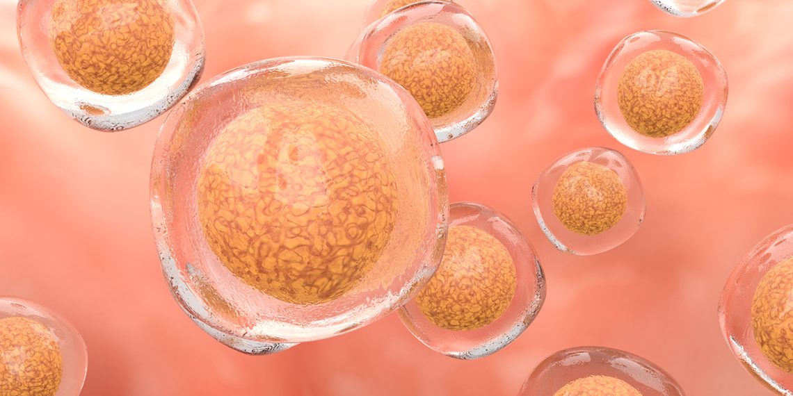 Cellino, Karis Bio Associate on Autologous iPSC-Based mostly Remedy for Cardiovascular Illness